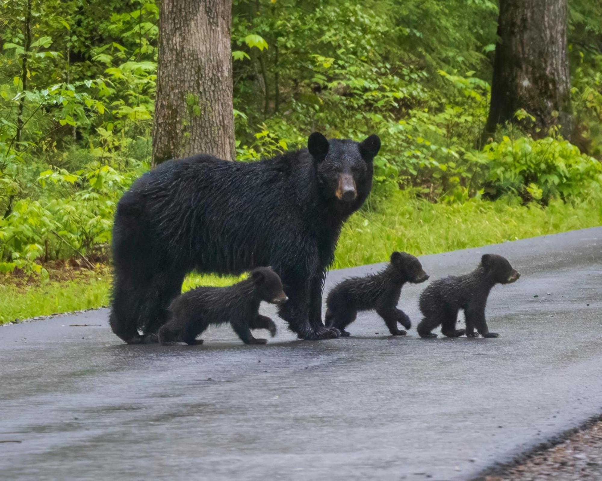 Maple Trails, Wifi, 1089 Free Tickets Each Paid Day, Dollywood And More Gatlinburg Eksteriør billede